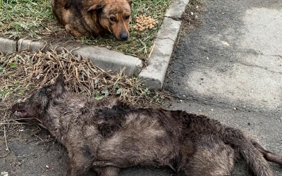 Imagini înduioșătoare în Cisnădie: Un cățel nu se dezlipește de lângă prietenul omorât de mașină de 12 ore