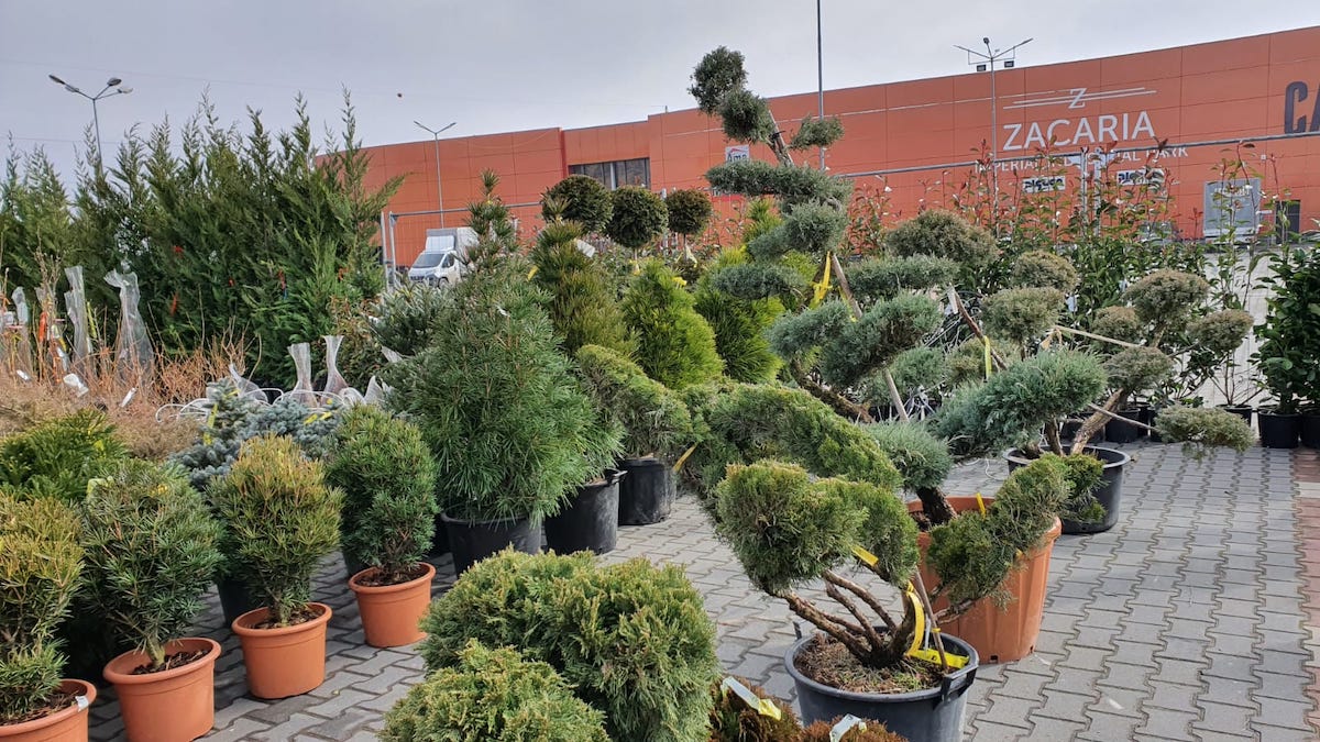 Găsește bucuria primăverii, în Garden Center - Grădina Viselor. Primele 100 de vizitatoare primesc mărțișoare handmade