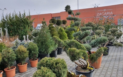 Găsește bucuria primăverii, în Garden Center - Grădina Viselor. Primele 100 de vizitatoare primesc mărțișoare handmade
