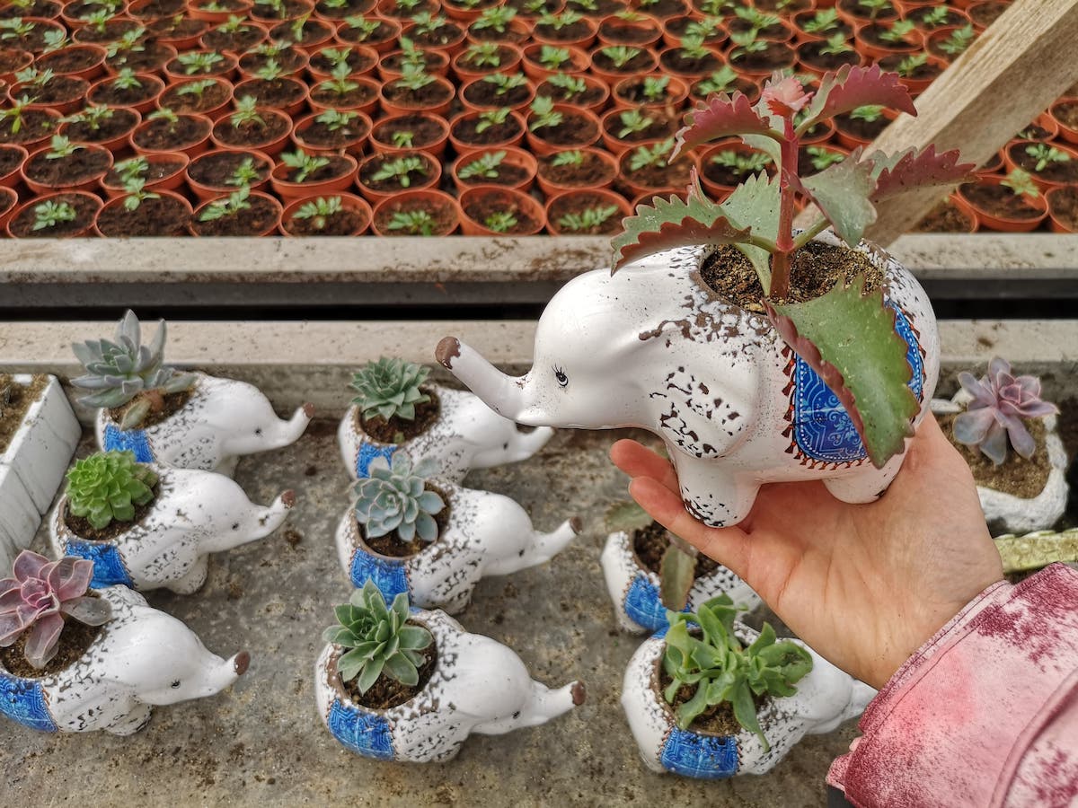 Afacere de familie, la Cornățel. Trei sociologi și un viitor inginer se ocupă cu creșterea florilor