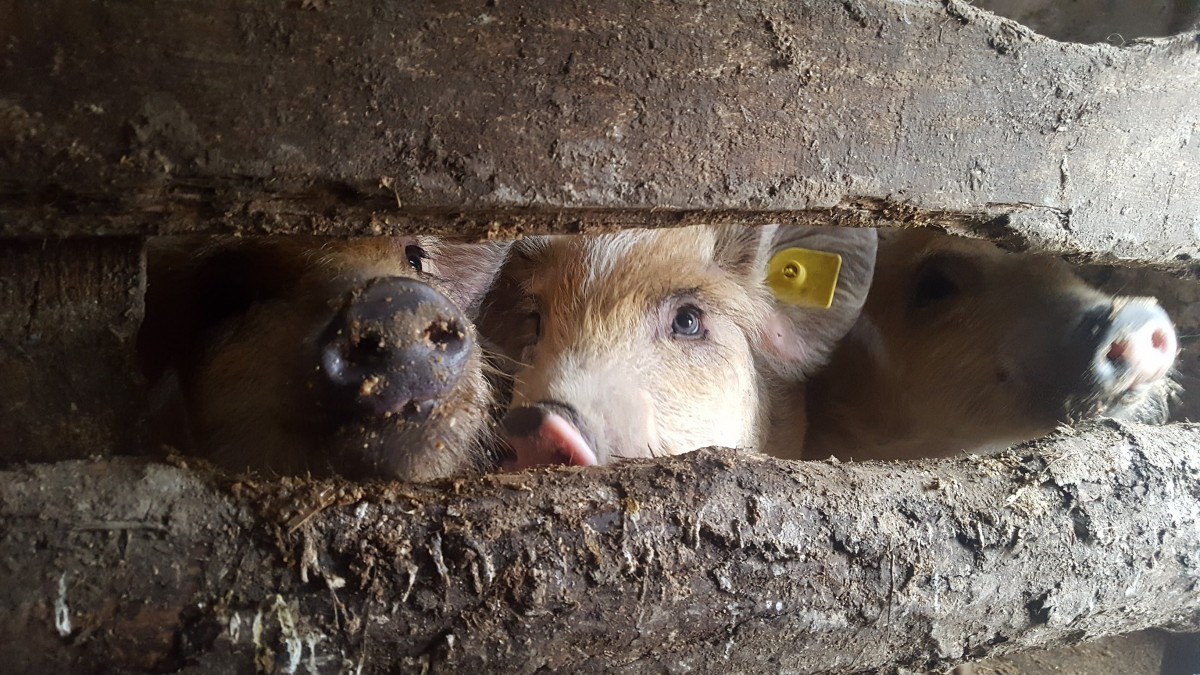 Sibienii semnează petiții împotriva proiectului care interzice creșterea a mai mult de cinci porci în gospodării. ”E ușor să distrugi!”