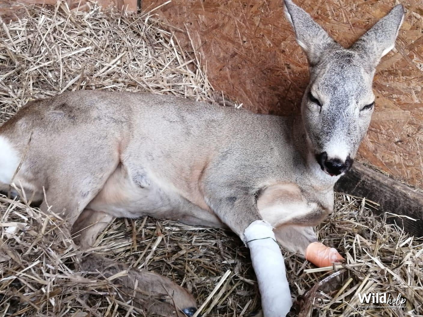 Căprioară lovită de mașină la Daia. Prietenii Berzelor au salvat-o, dar are nevoie de operație