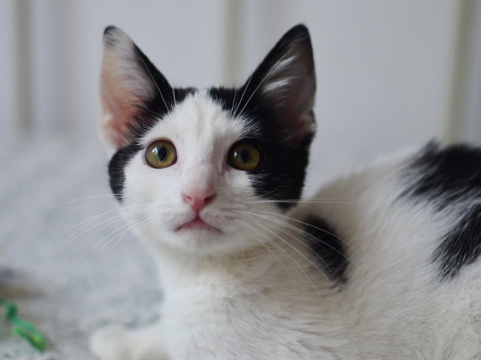 Sibiul va avea cimitir pentru animalele de companie. Animal Life: „era nevoie de un astfel de loc”