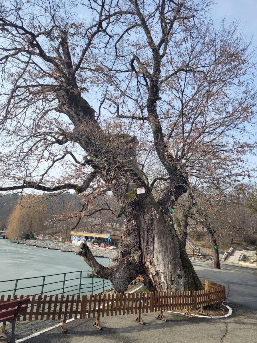 Bogdan Trif, PSD Sibiu: Apel pentru salvarea stejarului multisecular din Dumbrava Sibiului