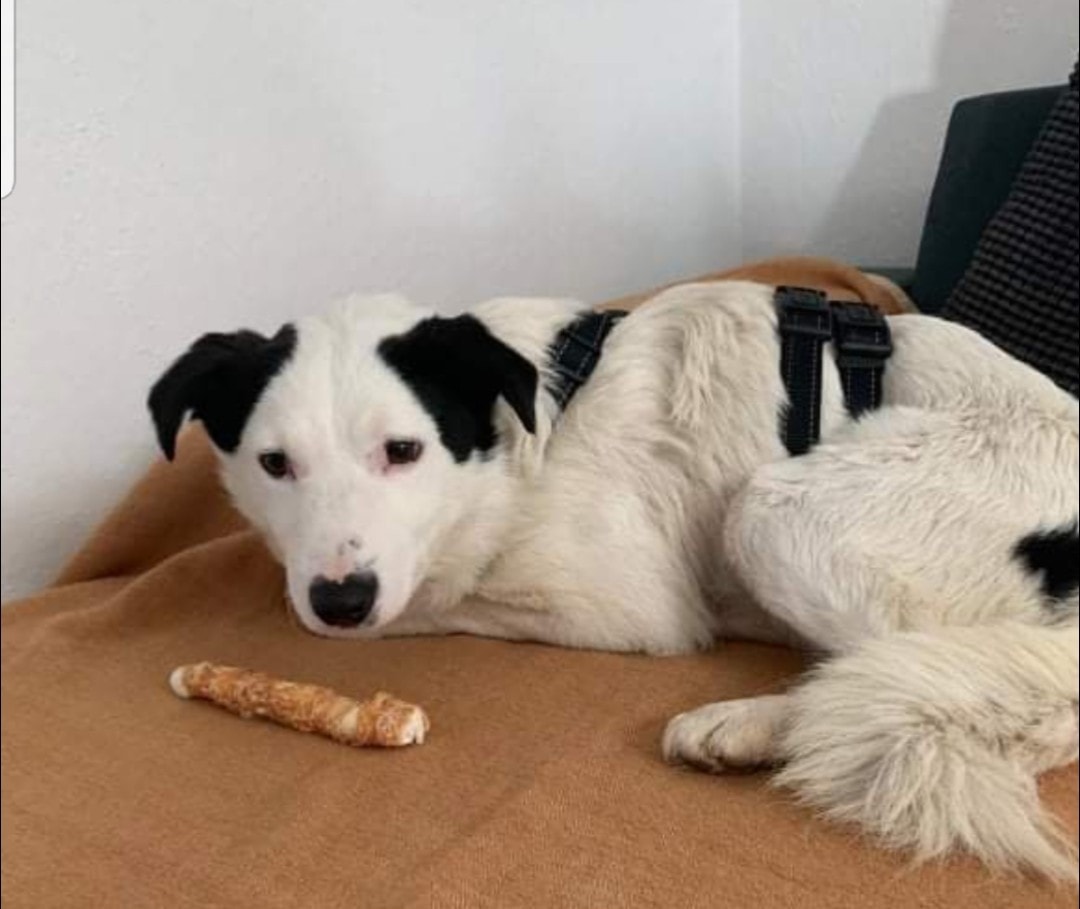 Operațiunea „Salvați-l pe Shpitz”: Doi sibieni merg în Germania să recupereze un câine adoptat care a fugit de acasă
