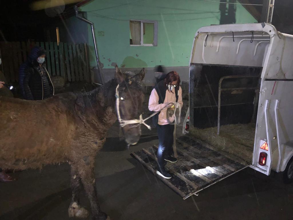 GALERIE FOTO - Primul animal chinuit salvat de Protecția Animalelor Sibiu