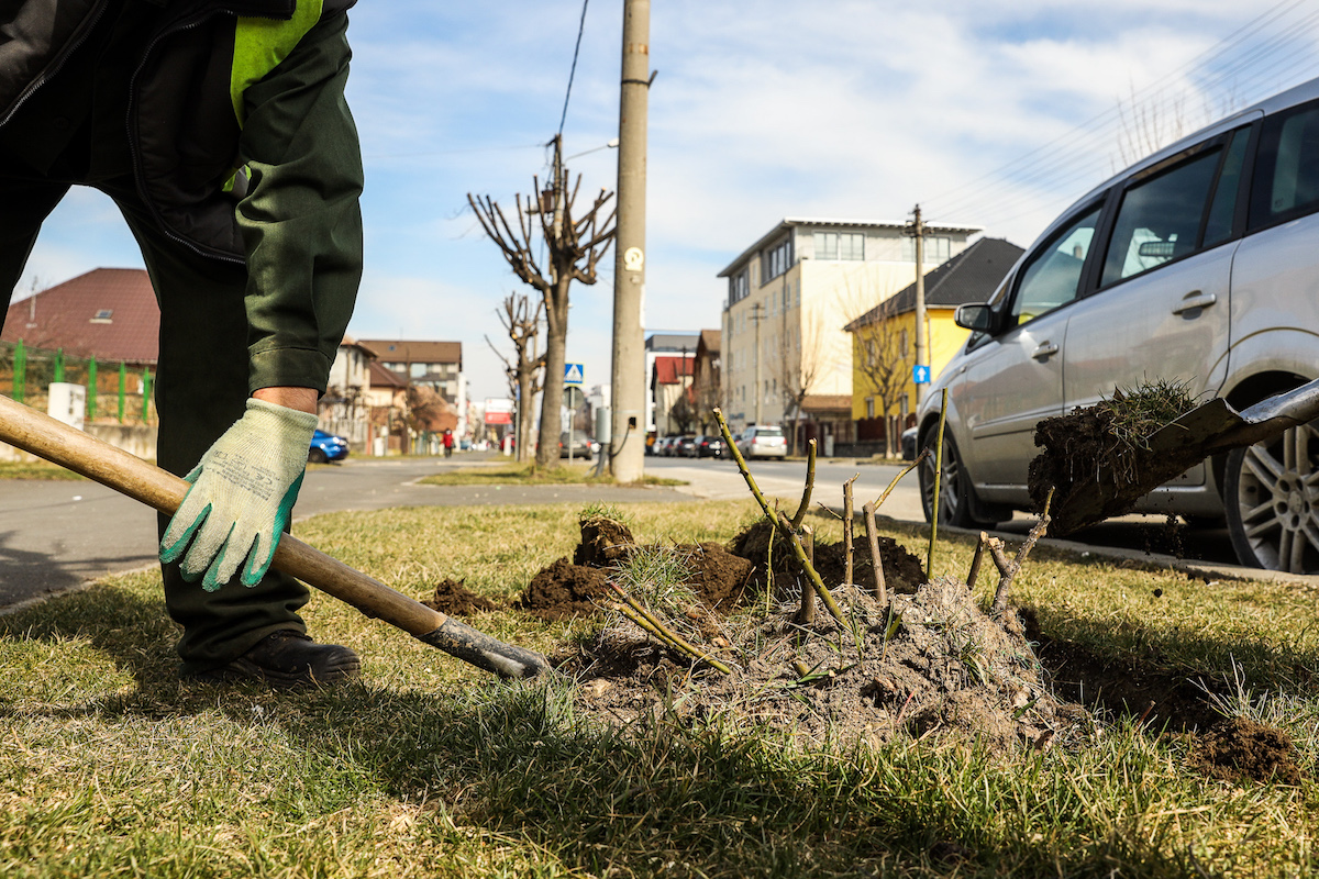 Primăria Sibiu: Încep lucrările de modernizare a Căii Dumbrăvii. Prima etapă – protejarea arborilor și plantelor existente pe această arteră