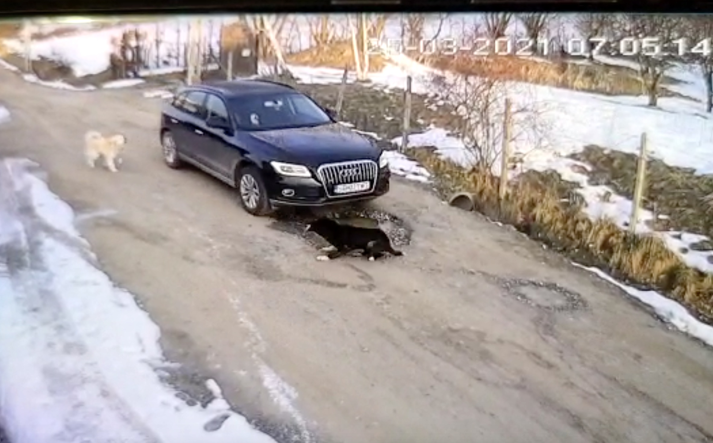 VIDEO Câine călcat cu mașina la Cisnădioara. ”Șoferul nici măcar nu a oprit”