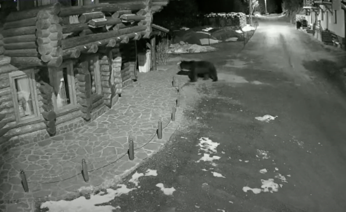 VIDEO – Urși filmați la Păltiniș, aproape de Arena Platoș și la baza pârtiei Oncești