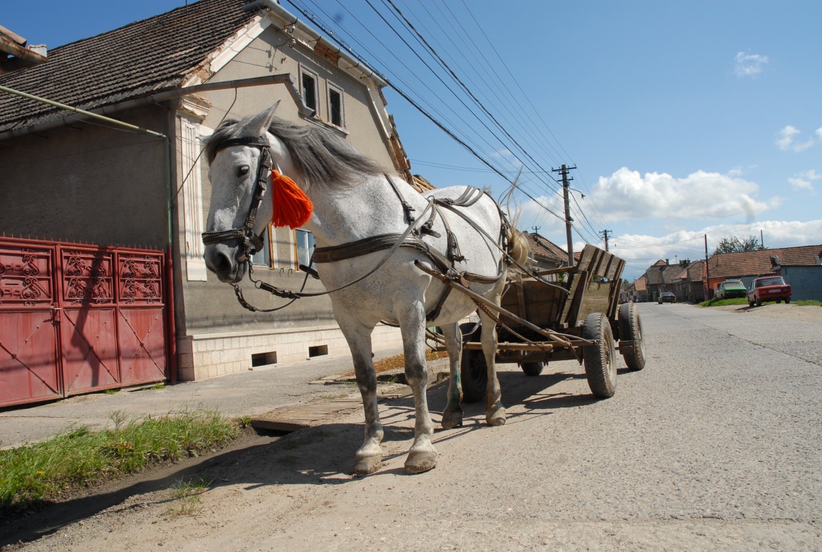 Poliția Animalelor Sibiu, intervenție în miez de noapte la doi tineri care loveau un cal