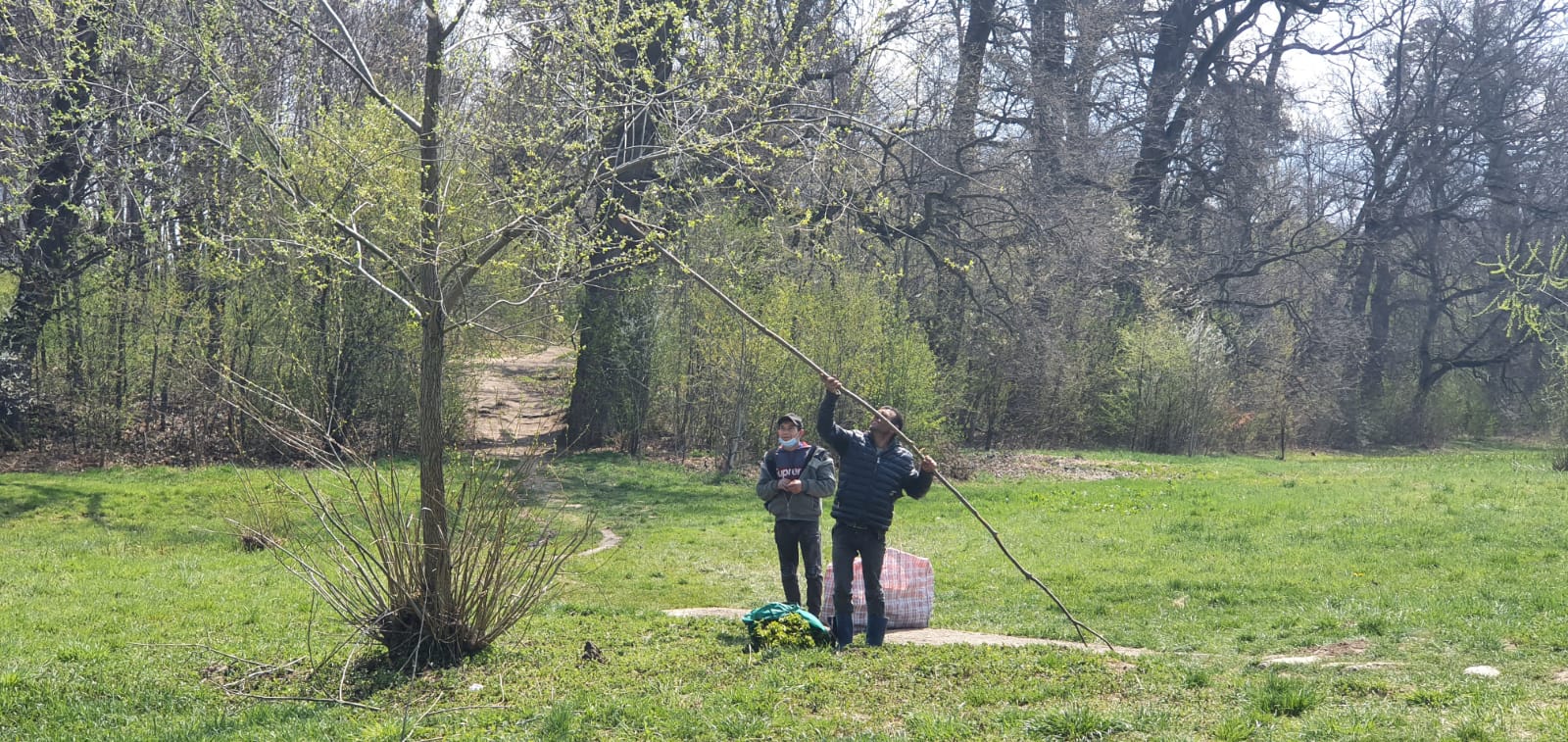 FOTO - În numele tradiției, unii sibieni au rupt zeci de copaci în zona Parcului Sub Arini