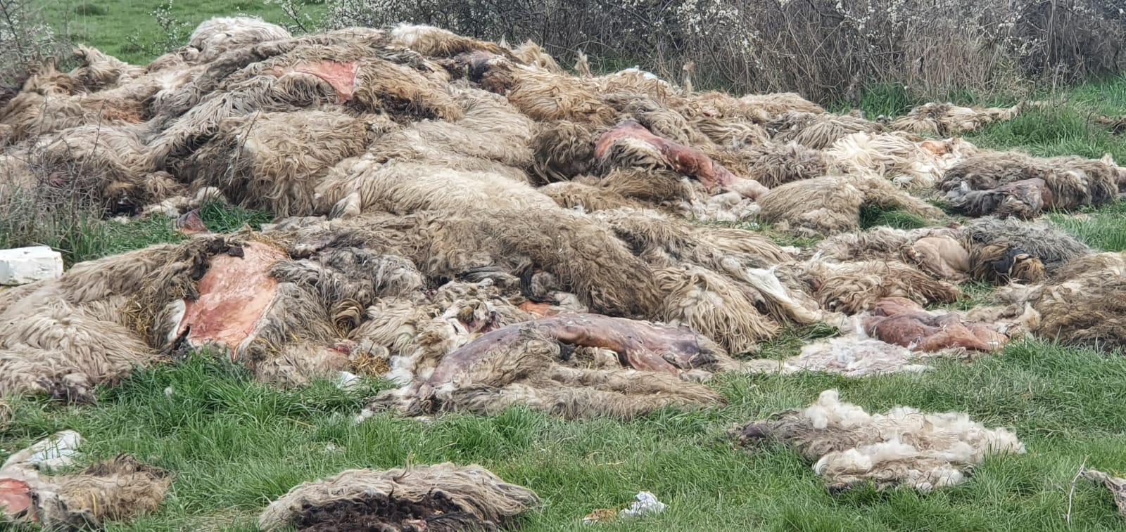 FOTO - Focar de infecție la marginea Sibiului. Pieile oilor sacrificate de Paști, aruncate în câmp