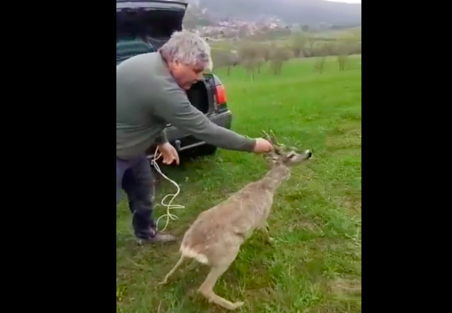 VIDEO – Căprior salvat de vânătorii sibieni dintr-o mlaștină și eliberat la Bradu