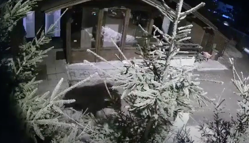 VIDEO – Urs filmat la o pensiune din Păltiniș, aproape de Arena Platoș