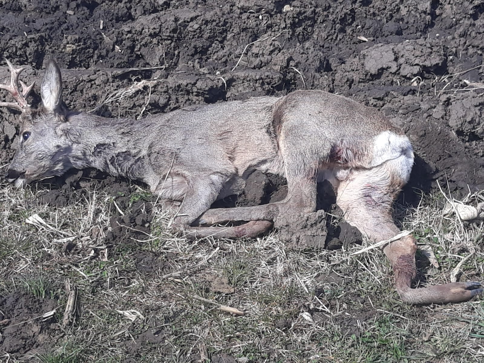 GALERIE FOTO - Căprior atacat și omorât de câini. AJVPS Sibiu: În acest caz ce protejam: căpriorul sau cei patru câini?