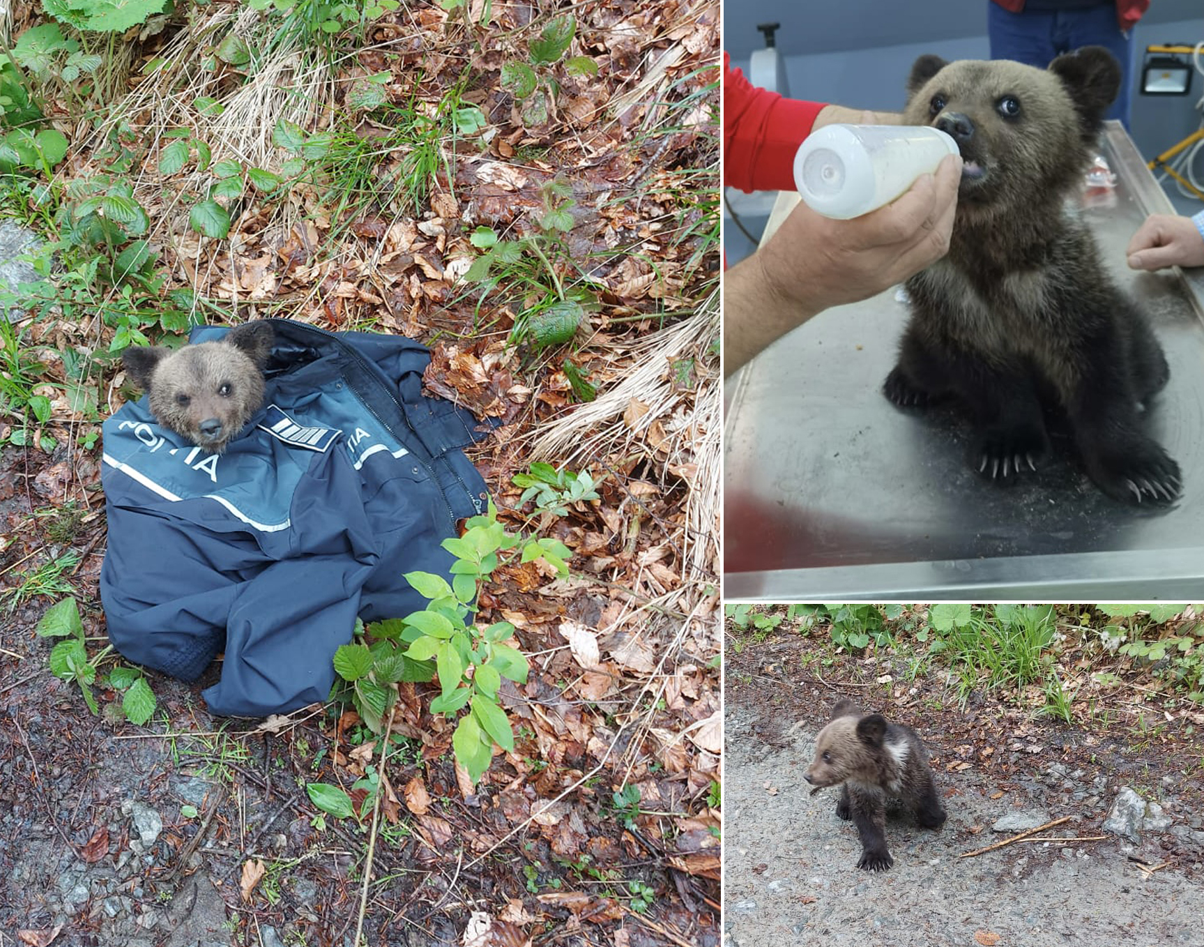Actualizare. Puiul de urs adus la Zoo Sibiu, salvat în urma unui apel la 112