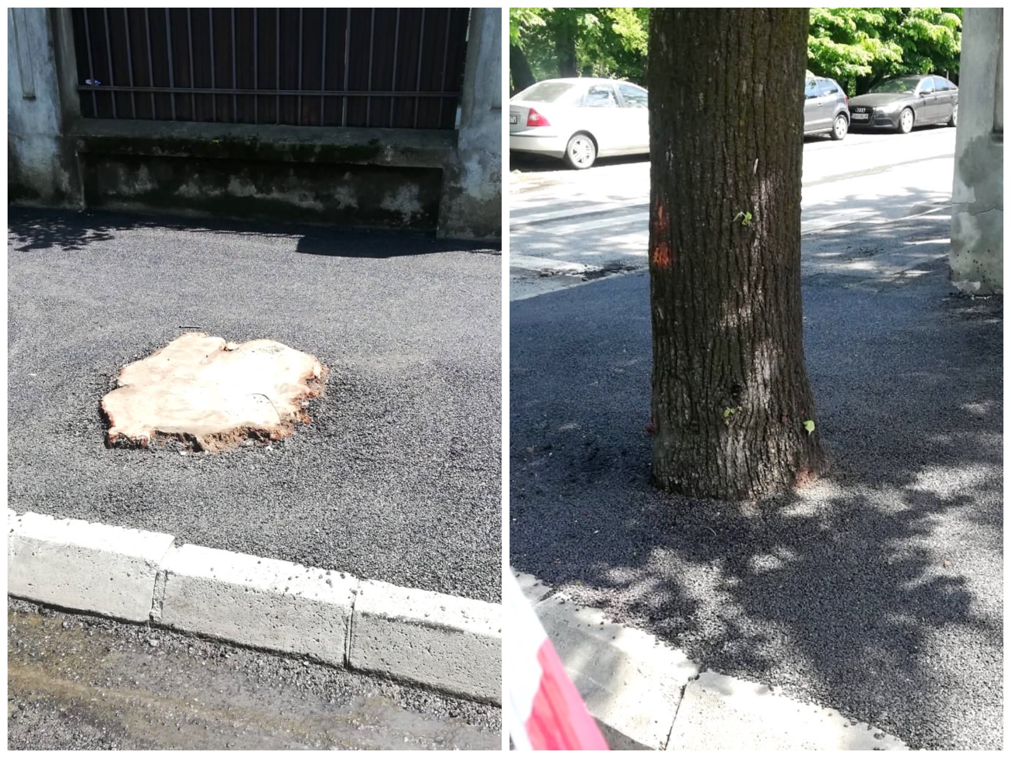 Consilier local: ”Cum este posibil să asfaltezi până în trunchiul copacului?!”