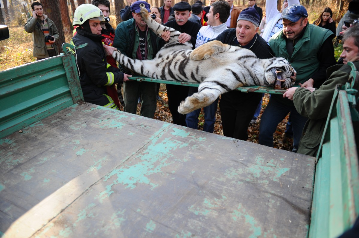 Tigrul evadat din ZOO Sibiu, subiect de film. Rolul tigroaicei Mihaela va fi jucat de un tigru ce va fi adus din Franța