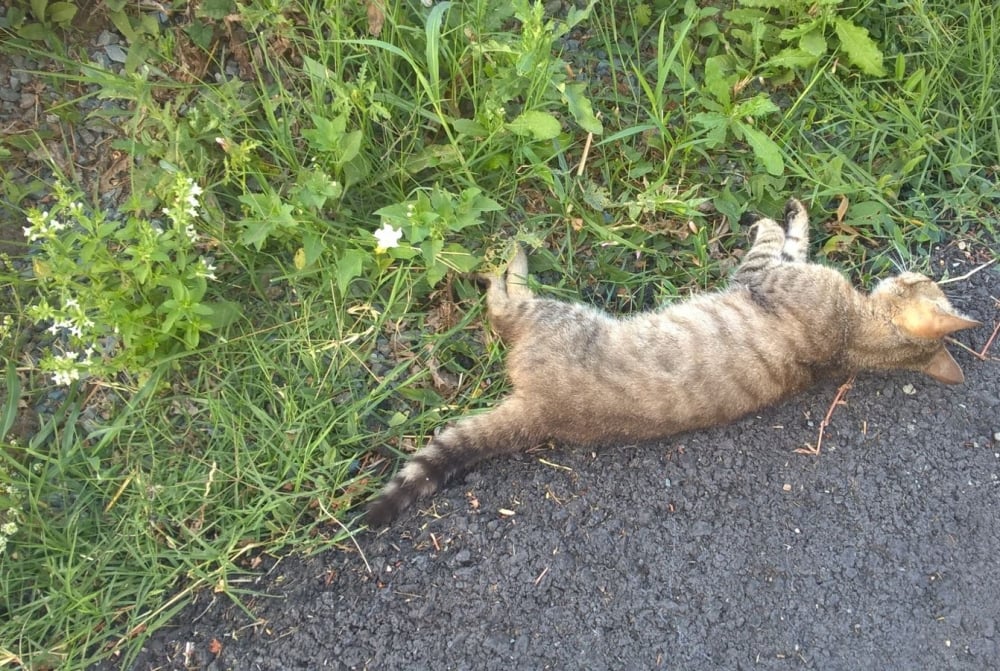 Animal Life Sibiu: Ne confruntăm cu un val de animale otrăvite. Facem apel la omenie