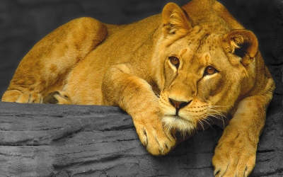 Leoaică moartă de COVID într-o grădină zoologică din India. Alți opt lei au fost testați pozitiv