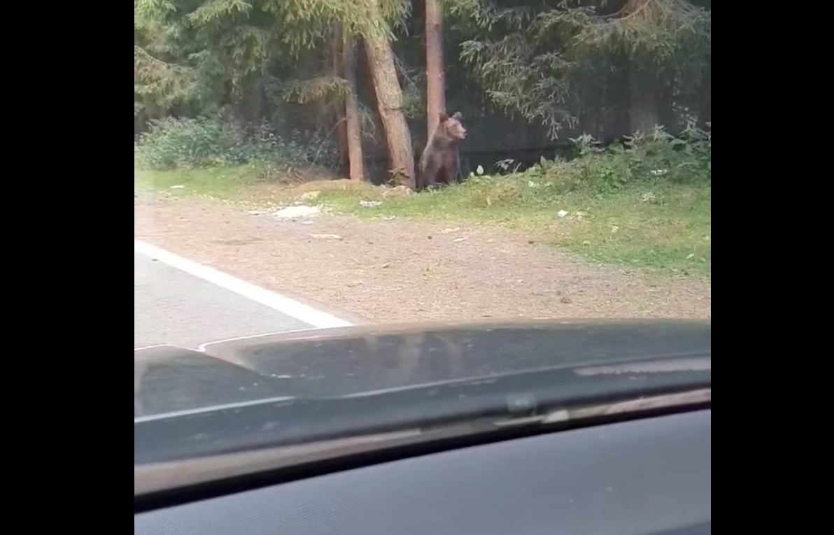 VIDEO Președinta Agenției Naționale a Funcționarilor Publici a filmat urși pe Transfăgărășan. ”Primul dintre cei șase urși pe care i-am întâlnit”