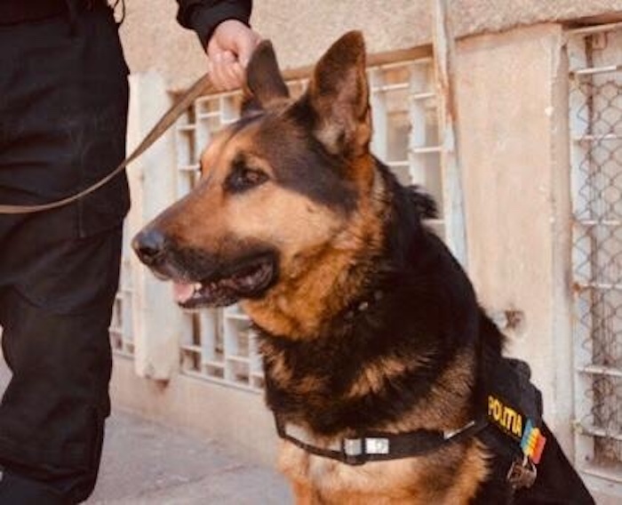 Rex, câinele care a prins patru criminali după ce a fost antrenat la Sibiu, s-a pensionat