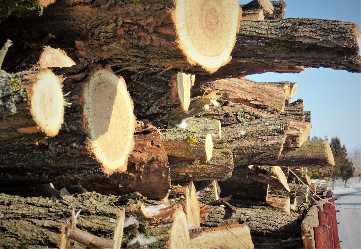 Percheziții în Sibiu: Se caută indivizi care au tăiat arbori ilegal. Anchetă începută în trei județe