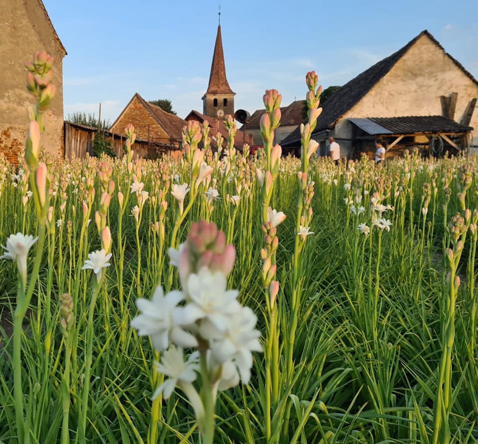 Tuberoza de Hoghilag, prima prima floare din România şi a treia din Europa protejată la nivel european