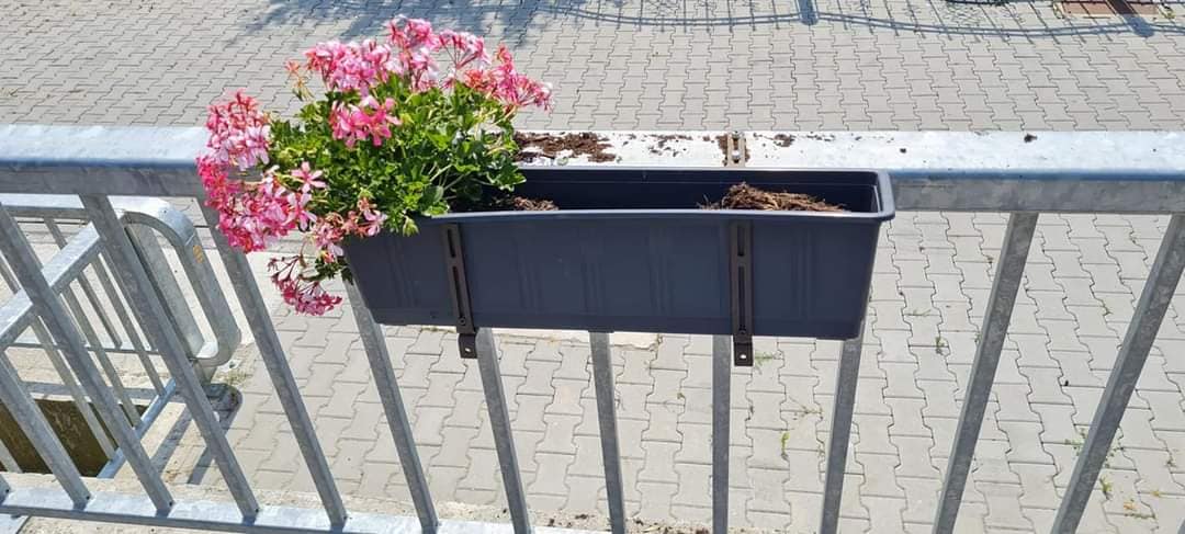 Patru tineri din Avrig, amendați după ce au rupt pomii și florile plantate pe marginea drumului