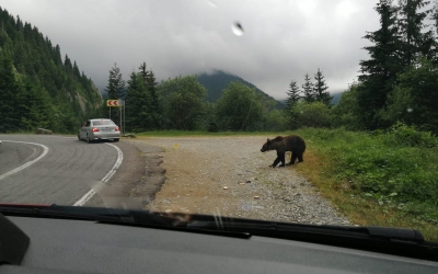 Alertă ISU Argeș. A fost văzut un urs pe Transfăgărășan