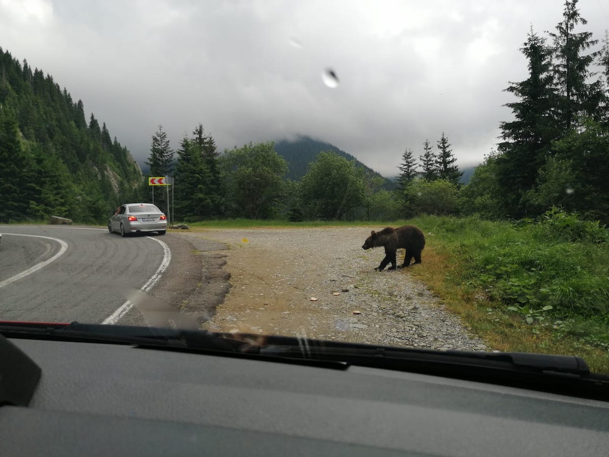 Alertă ISU Argeș. A fost văzut un urs pe Transfăgărășan
