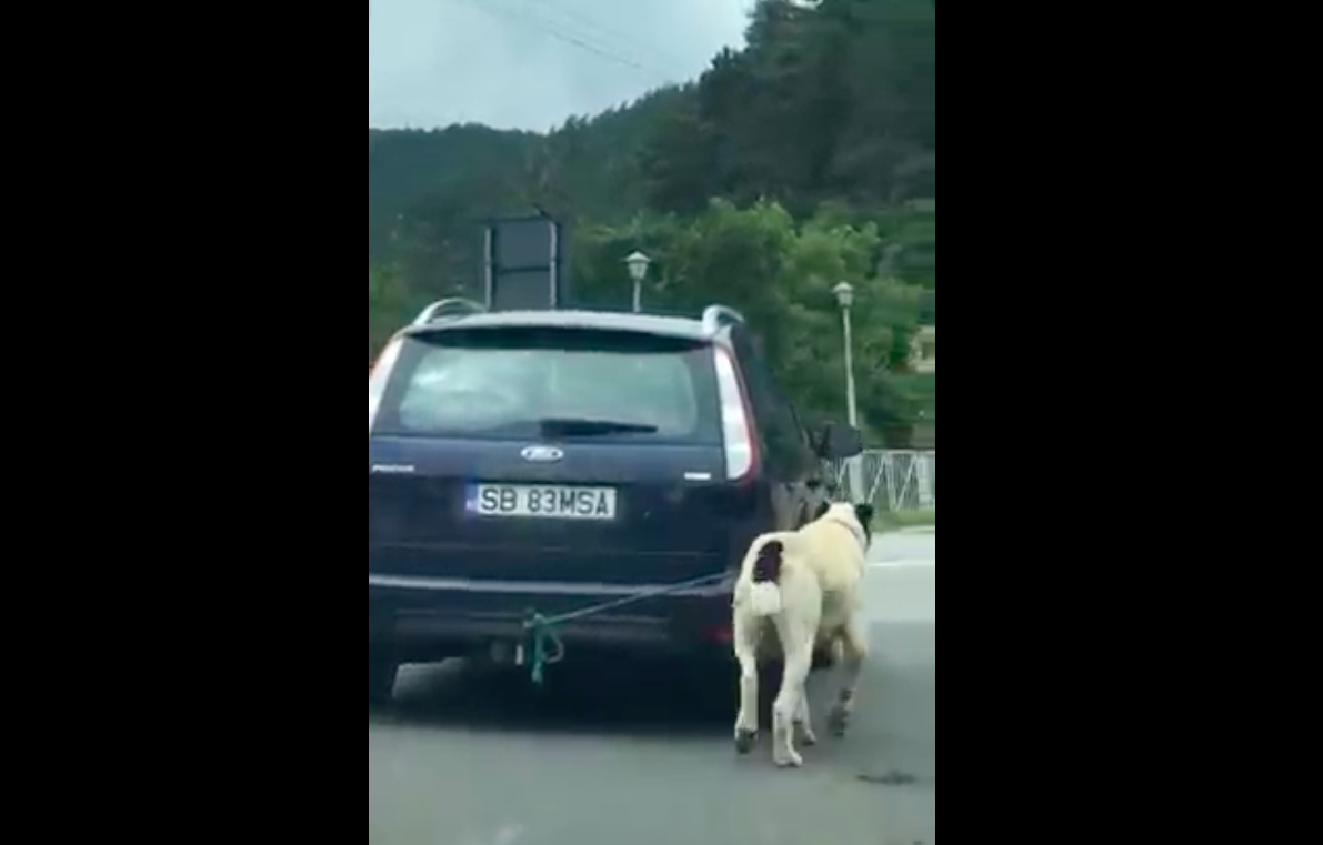 VIDEO Câine scos la plimbare prin Rășinari, legat de cârligul de la mașină