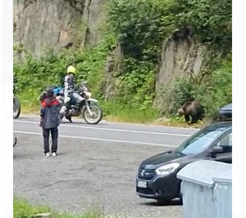 VIDEO Spectacol cu un urs pe Transfăgărășan. ”L-am fugărit cu microbuzul când la rându-i fugărea niște turiști”