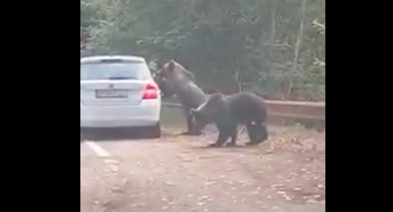 VIDEO Transfăgărășan: o turistă scoate capul din mașină la un urs și scapă la limită de un atac
