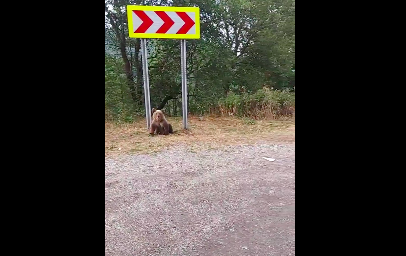 Șoșoacă ceartă localnicii din zona Transfăgărășan, care sperie urșii: „Problema e că nu-i hrănește absolut nimeni”