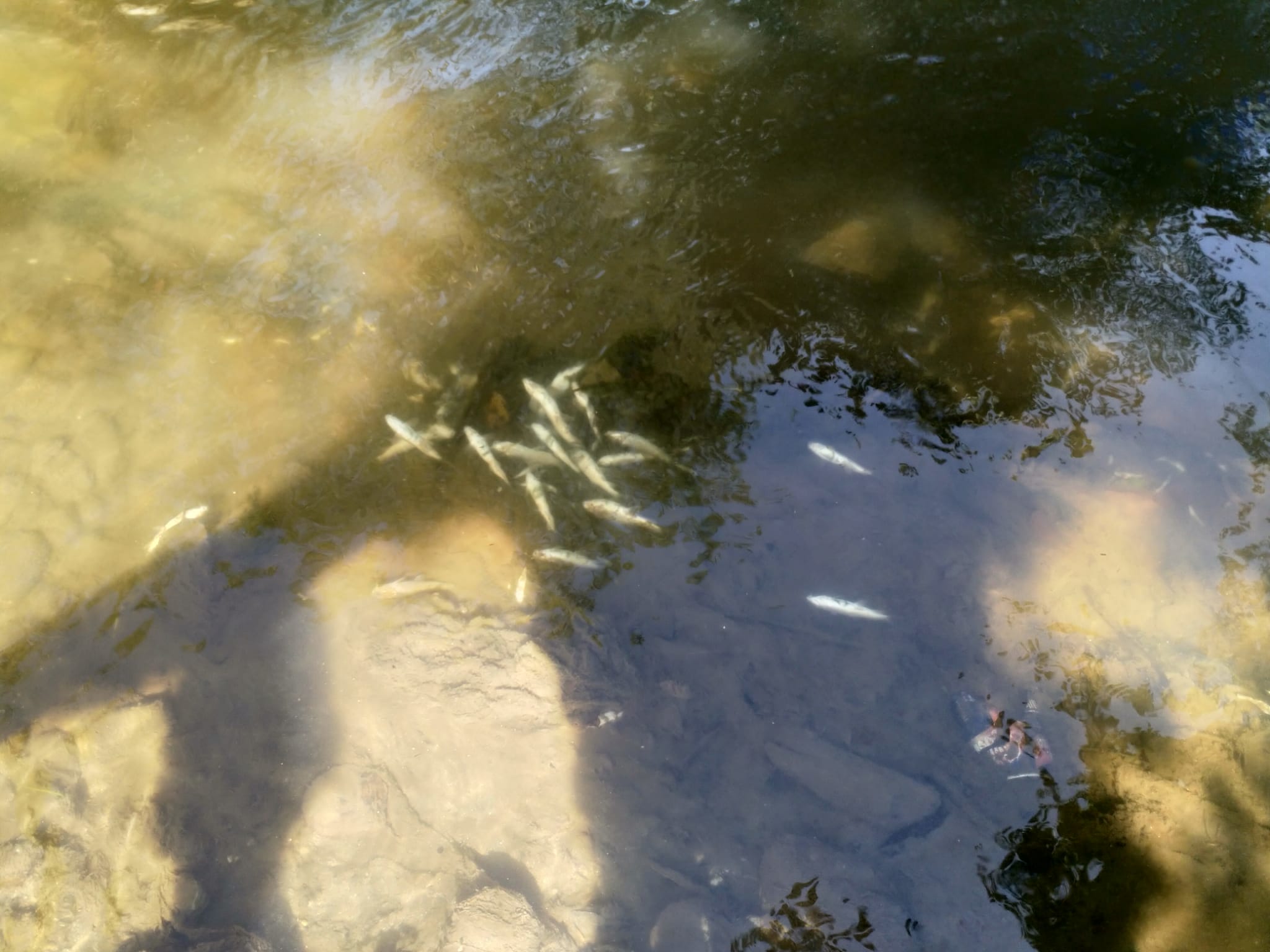 FOTO-VIDEO ACTUALIZARE Zeci de pești morți pe Seviș. Reacția autorităților