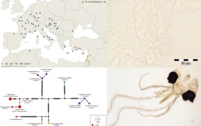 O nouă specie de insectă descoperită de cercetătorii clujeni a fost botezată după numele Simonei Halep