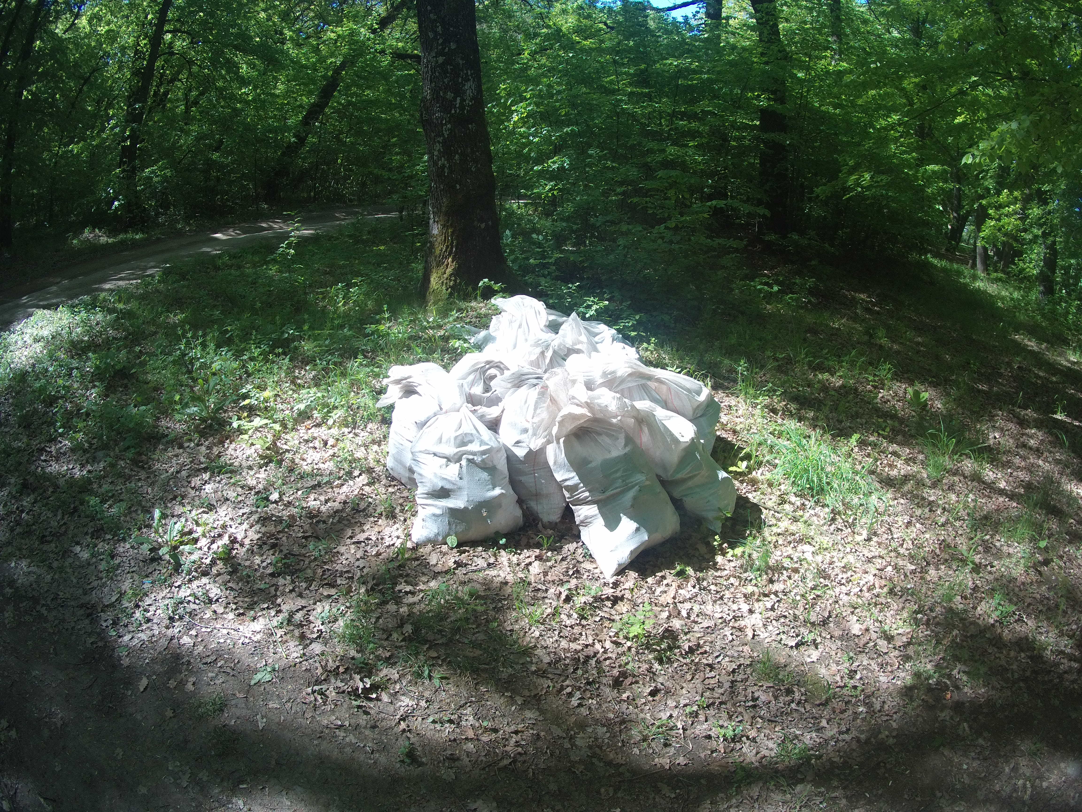 Acțiune de ecologizare sâmbătă în Pădurea Dumbrava. Toți sibienii sunt bineveniți