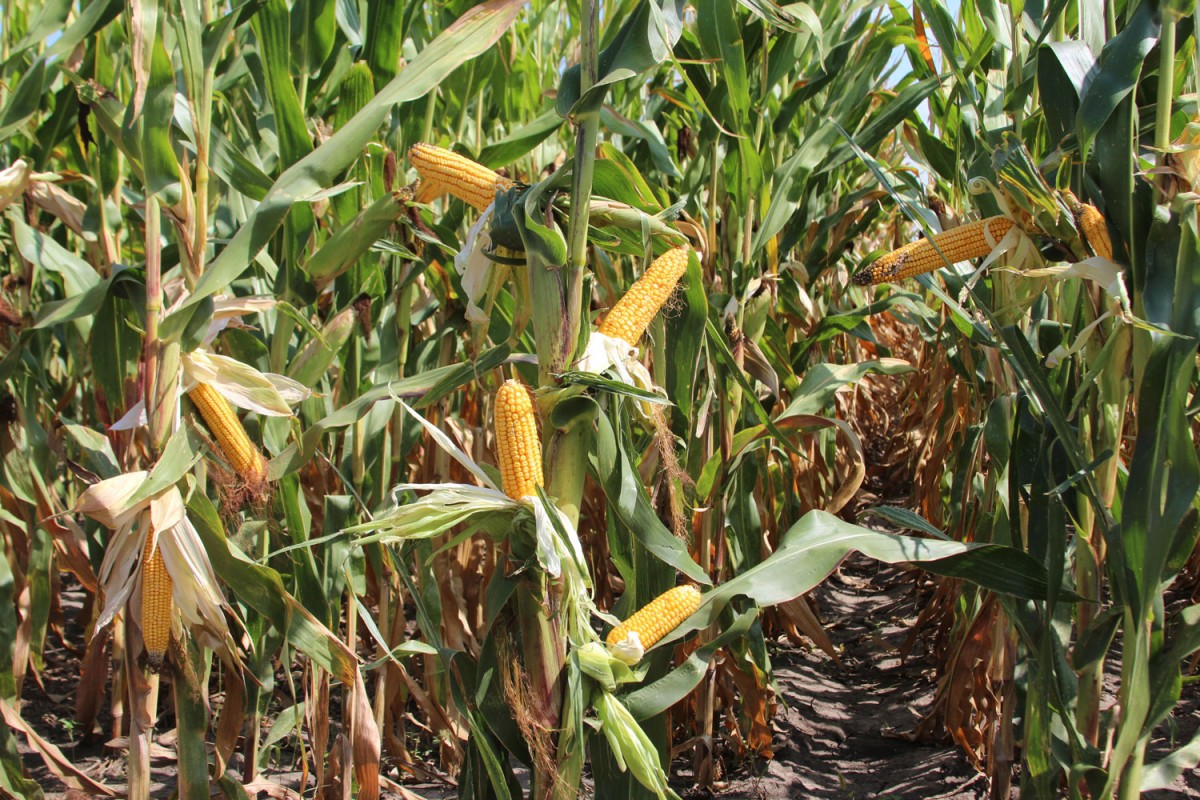 Sibian prins în timp ce fura porumb de la vecini, cu soția, în localitatea Bradu