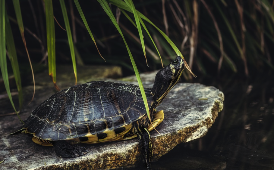Zeci de ţestoase au murit în India, probabil otrăvite
