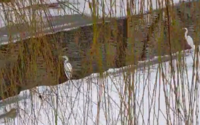 Video-Egretă rară filmată pe malul Cibinului. Ornitolog: Ceva le-a atras spre Sibiu