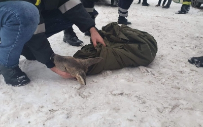 O fată a sărit în râul Bistrița pentru a salva un pui de căprioară