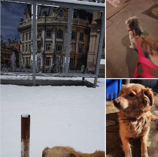 Sibienii își caută animalele de companie dispărute după petardele de Anul Nou. Animal Life: „Ne dorim să facem demersuri legale pentru interzicerea focurilor de artificii”