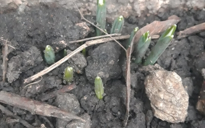 Primii ghiocei au apărut în Sibiu la început de ianuarie