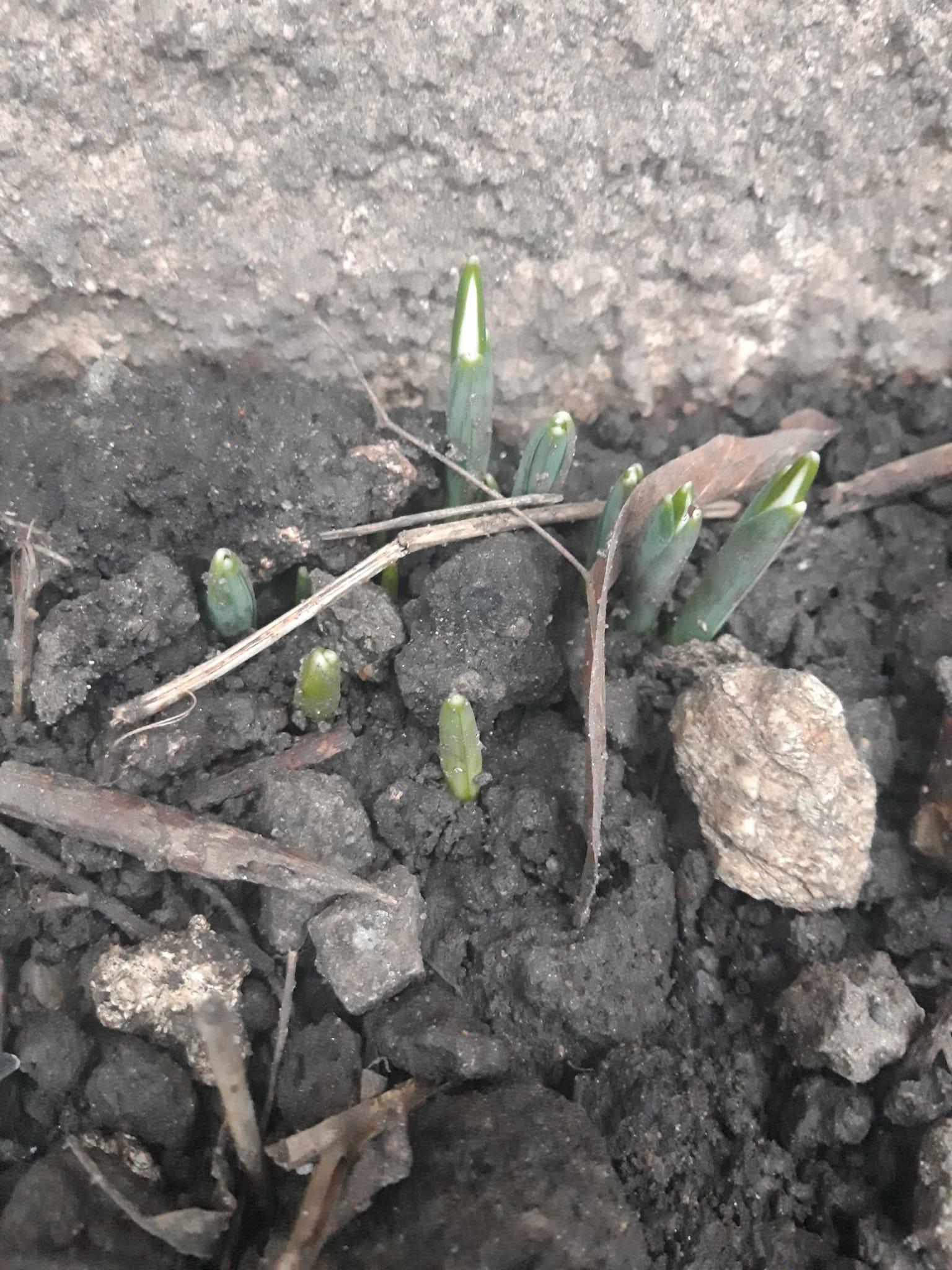 Primii ghiocei au apărut în Sibiu la început de ianuarie