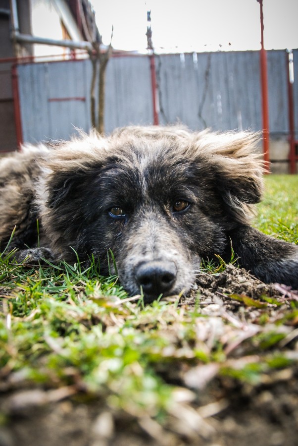 Spania introduce custodia alternativă pentru animalele de companie în caz de divorţ