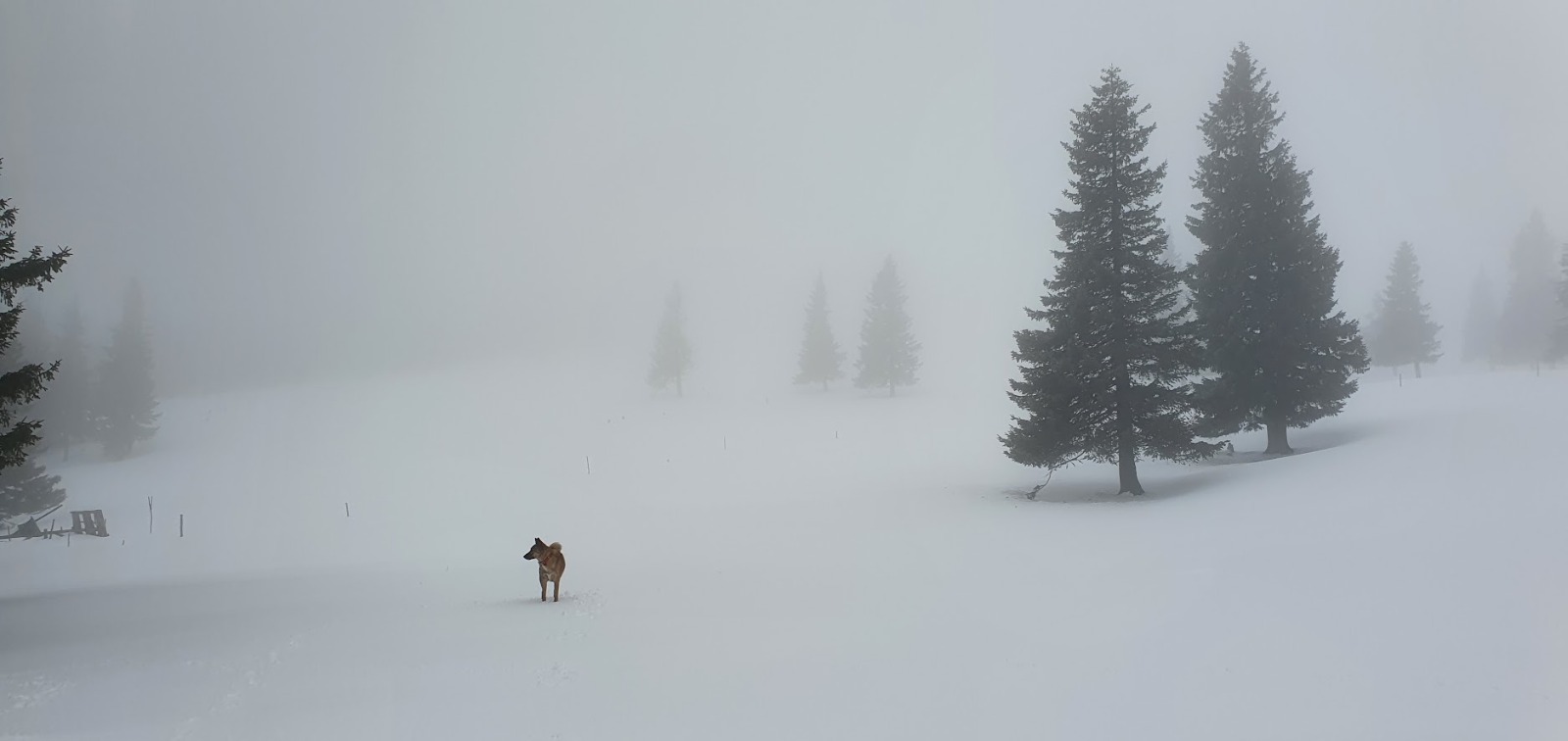 Încep ninsorile în Transilvania. Meteorologii au emis un cod galben