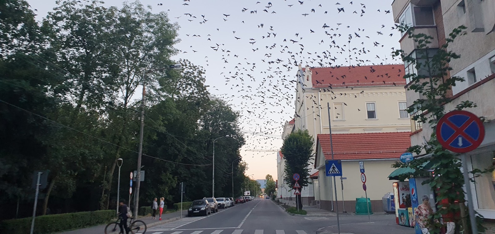 Dosar penal întocmit Spitalului din Suceava pentru că a distrus cuiburi de ciori. Puii salvați au ajuns la Sibiu, au fost crescuți și puși în libertate