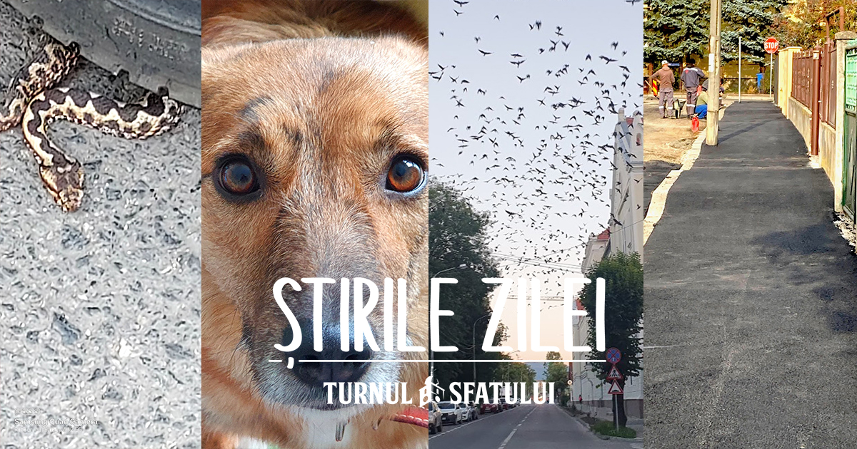 Știrile zilei - 13 octombrie. Viperă omorâtă de un curier Tazz, skatepark-ul de pe Ilarie Chendi a trăit o zi, la Sibiu creștem ciorile sucevenilor