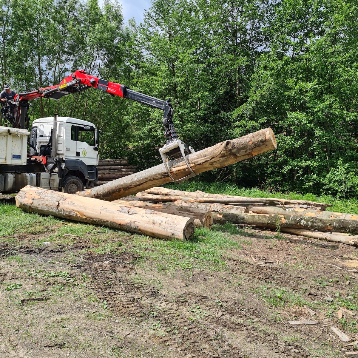 Ingineria financiară prin care se fură lemn cu TIR-ul în Săliște